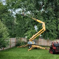 Best Tree Mulching  in Beale Af, CA